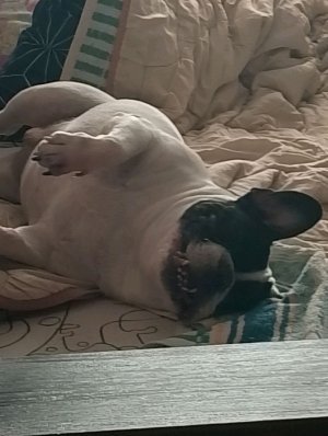 гуляю с Каспером