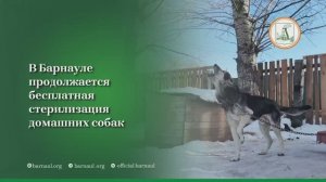 В Барнауле прошло выездное совещание на территории приюта «Ласка»