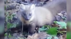 Краснокнижная лесная куница вышла к людям в Новой Москве: видео