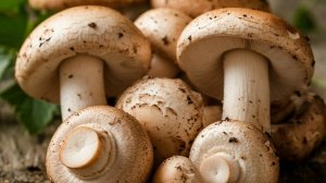 Шампиньоны с Вайлдберриз. Выращиваем дома