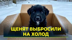 Волонтёры десятками подбирают  щенков