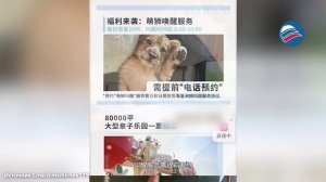 В Китае открыли отель с утренним будильником от настоящего львёнка