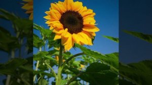 Может, в этом © Copyright: Бронислав Сычёв, 2025
Свидетельство о публикации №125090702479