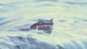 Морские обитатели для детей  Изучаем подводный мир Имена и звуки животных