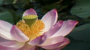 Ом Мани Падме Хум