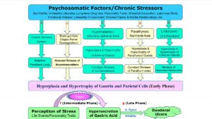 Стресс - настоящая причина язвы двенадцатиперстной кишки