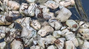 Как убивают Идолгу