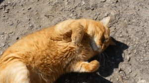 Кот на воле