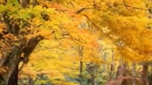 Ах, Осенние желания..., сл. муз. и исп. Самуил Фрумович