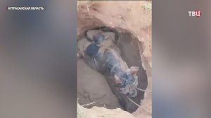 Происшествие с лошадью в степи Астраханской области помогло обнаружить ценную историческую находку