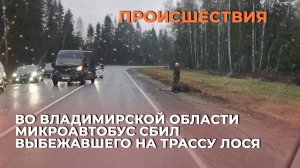 Во Владимирской области микроавтобус сбил выбежавшего на трассу лося