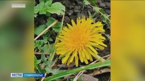 На Ставрополье в ноябре зацвели одуванчики и созрела клубника
