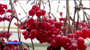 Сезон калины: как жители села Иглино в Башкирии готовят витаминные запасы