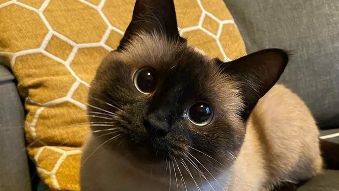 ПОРОДА КОШЕК : Почему твоя кошка смотрит на тебя свысока?