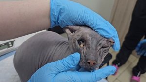 Больной Сфинкс оказался никому не нужен | Лайки