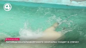 Как изменился рацион медведей в екатеринбургском зоопарке перед спячкой