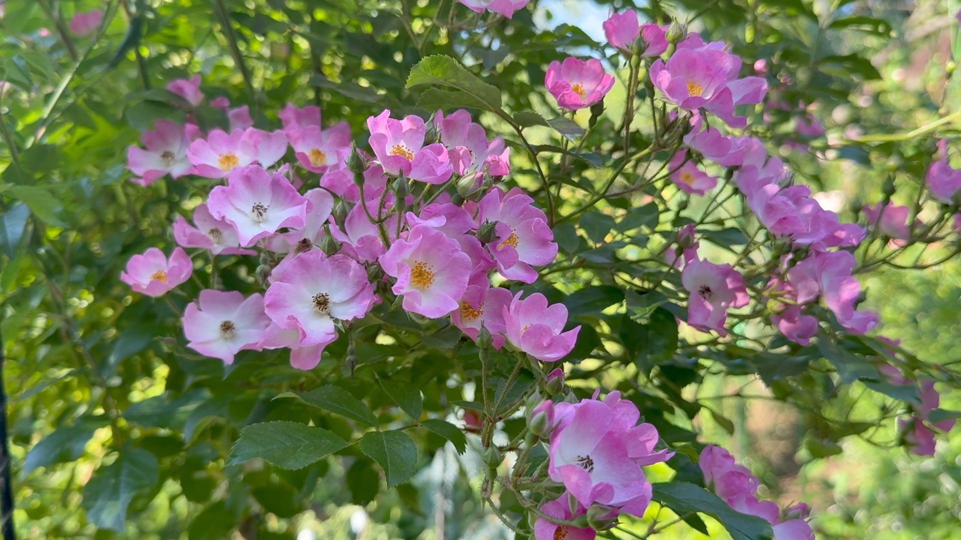 Июль в Саду 14 июля 2025 часть 3