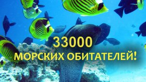 Дубай Молл: Красоты подводного мира