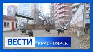 Вести. Красноярск от 18.11.2025