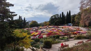 17 ноября 2025 г. Никитский ботанический сад. Бал хризантем-2025 #ялта #никитскийсад #балхризантем