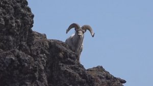 Белка - уникальная собака.