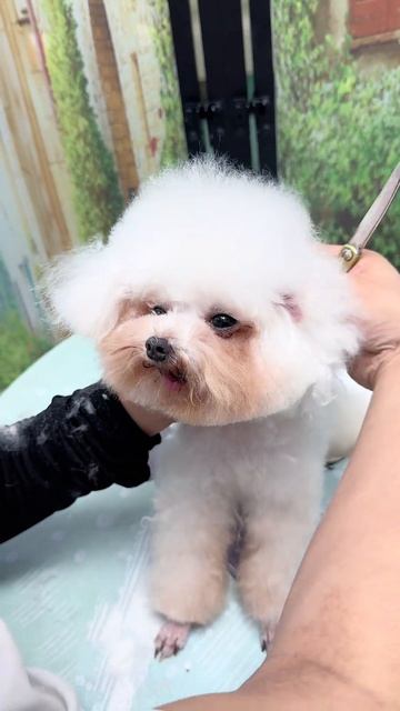 Когда у вас появилась новая собака? #грумминг @89376532173