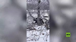 شاهد.. دببة تحرم صيادا من غنيمته في روسيا