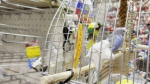 Необычный обитатель хозяйственного магазина.