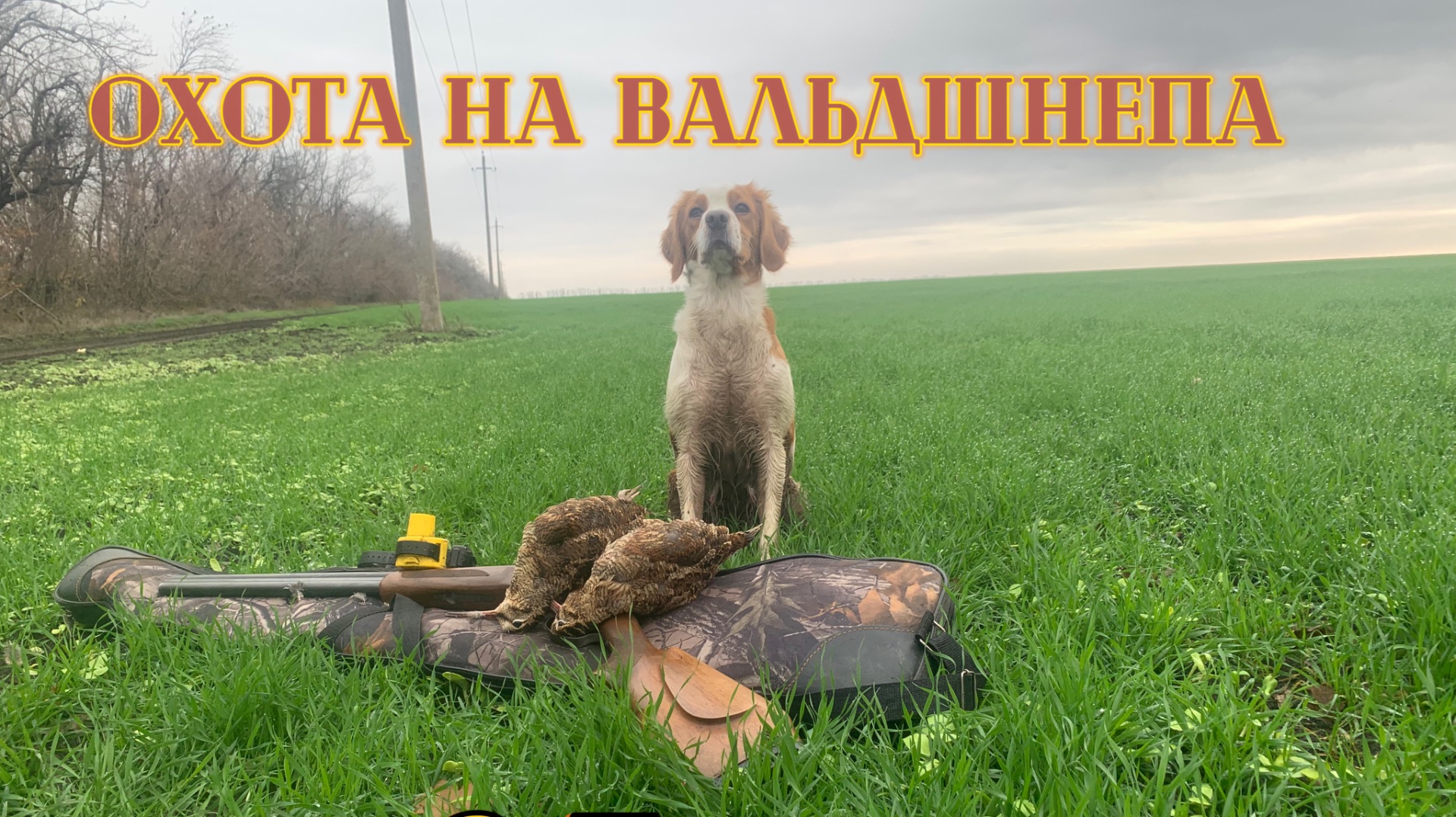 Эпаньоль Бретон в работе: Азартная охота на вальдшнепа! смотреть онлайн