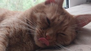 Классное видео о рыжем коте 363 ий выпуск : Каждый  день  кота  не похож  на другой день