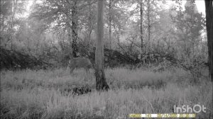 Волшебное дерево. Сибирские косули.