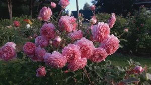 роза Джубили Селебрейшн, четыре года в саду. Сезон 2025