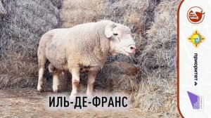 #рпнц08 #осеменение #овцеводство #мрс #фермер #животноводство #элиста #калмыкия #кфх