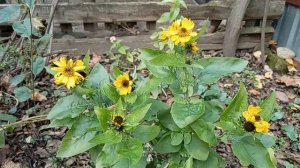 Видео отчет приборки во дворе ! Болтология ! Кошки ! Чем занималась 3 часа ! Юг России🌴