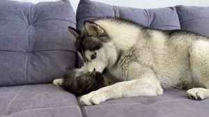 Огромный хаски и котёнок наводят хаос - 2025 год