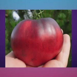 Томаты Польской селекции - Новинки 2025 года. Часть 1