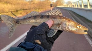 Рыбалка на Химкинском водохранилище. 19.11.2025.