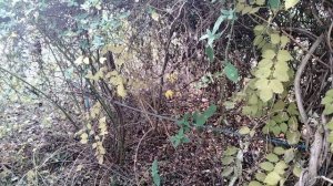 Кот Стёпка помогает обрезать розу и жимолость.