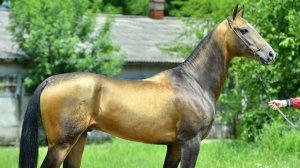 Творческий стрим. Лепка из пластилина #ДС_керамист #DSceramist #sketch_horse