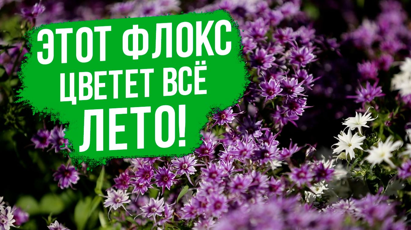 Почему этот однолетний флокс должен быть в каждом саду? Флокс друммонда.