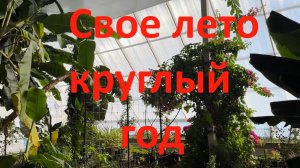 Теплица в Канаде или Лето не уходи