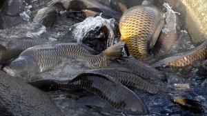 На женщину, которая развела карпов в подвале дома, пожаловались коммунальные службы