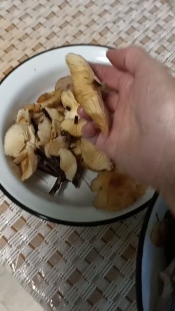 Собираю грибы. Вешенка. Фламмулина. Синеножка смотреть онлайн