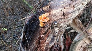 Нарубил грибочков.