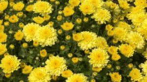 19 ноября. Ещё цветут цветы