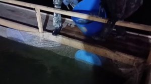 Приход новой партии гольца.