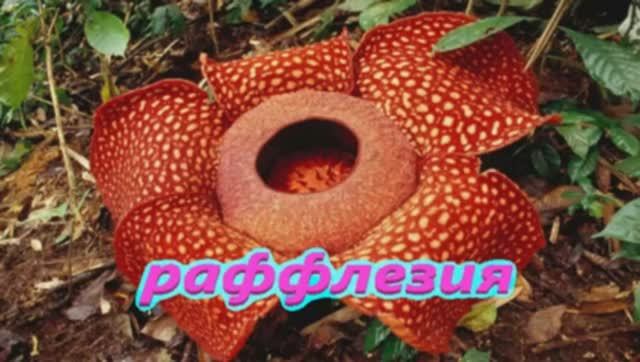 Тропики Раффлезия Трупный цветок