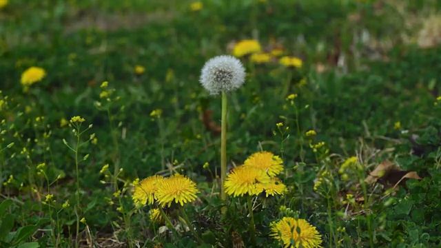 Музыка для отдыха