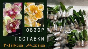 Поставка от SON YА & NCK г. Симферополь «Ника Азиатская» ПОЛНЫЙ ВОСТОРГ!