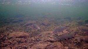 ТУТ ТОННЫ РЫБЫ НА ПЕРВЫЙ ЛЕД!! ВОЛКИ В ЛАГЕРЕ!! ЗИМНЯЯ РЫБАЛКА 2025!!